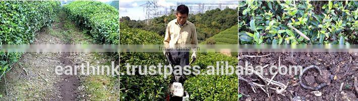 Made in Japan Kyoto Uji organic matcha green tea powder middle or low grade Japanese tea powder 30g bag
