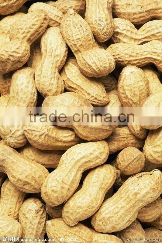good quality peanut in shell from china