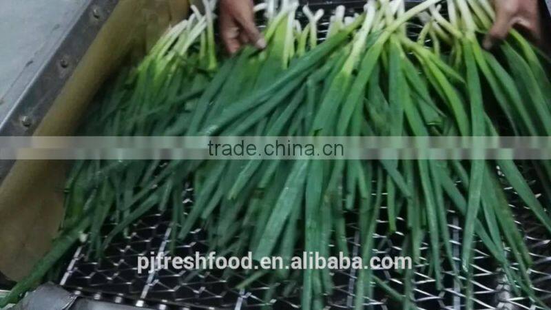 IQF Scallions Export to UK