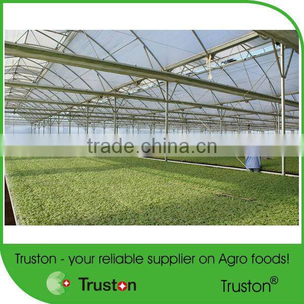 Canned pickled Gherkins