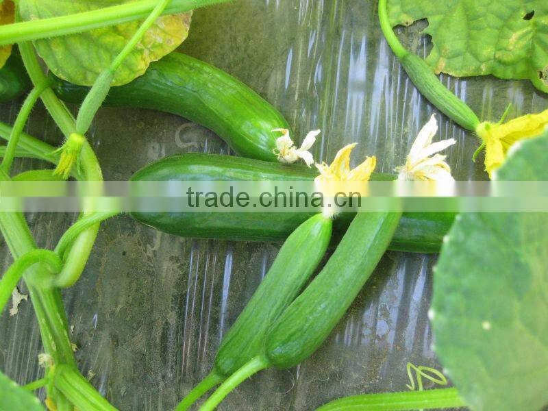 Hana F1 Hybrid Cucumber Seeds