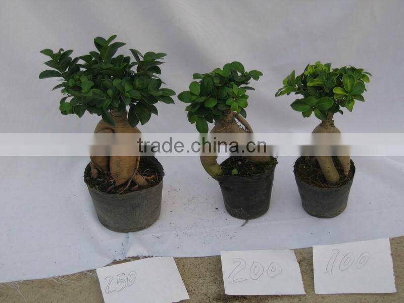 Ficus bonsai nursery