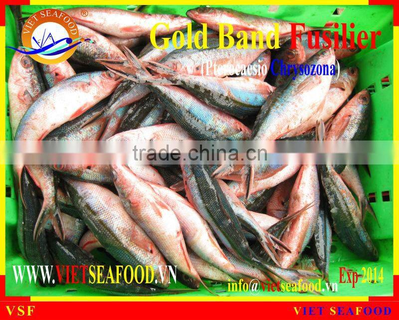 FROZEN GOLD BAND FUSILIER