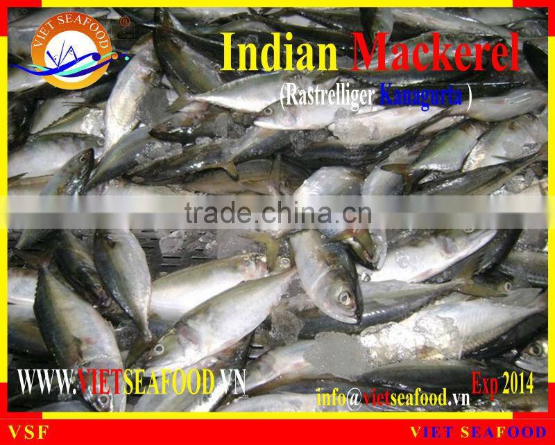 FROZEN W/R INDIAN MACKEREL