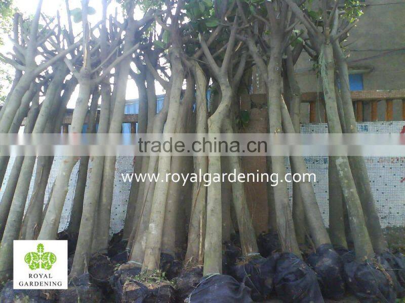 Ficus Altissima Tropical trees plants
