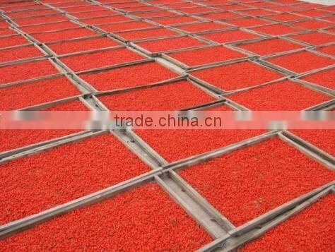 Ningxia wolfberry(gouqi) /herbal plant dry Gouqi