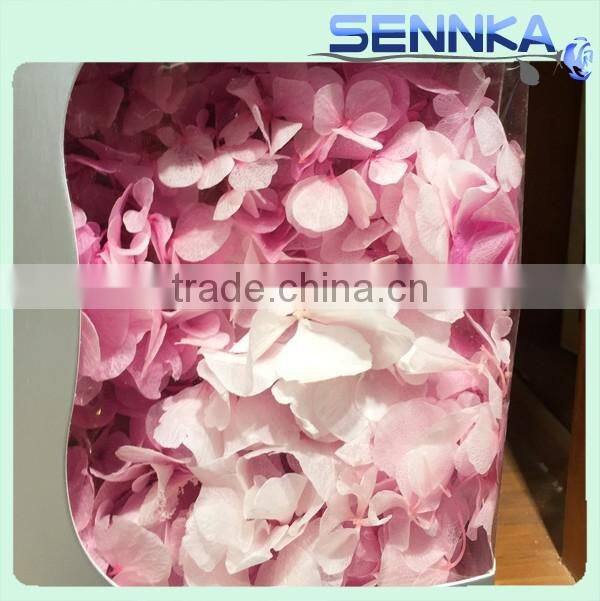 2016 Newest gold flower hydrangea preserved flower hydranger Fresh flowers farms directly