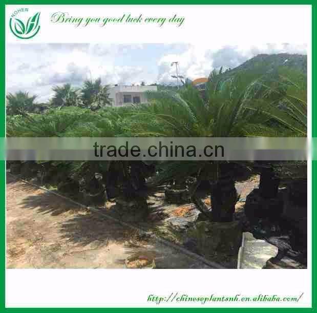 Cycas Revoluta With Cocopeat