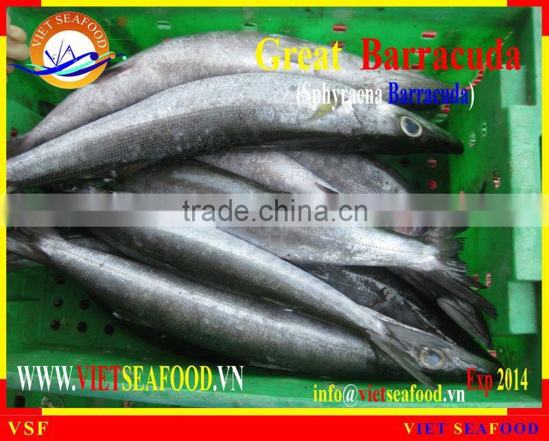 FROZEN WHOLE ROUND BARRACUDA FISH