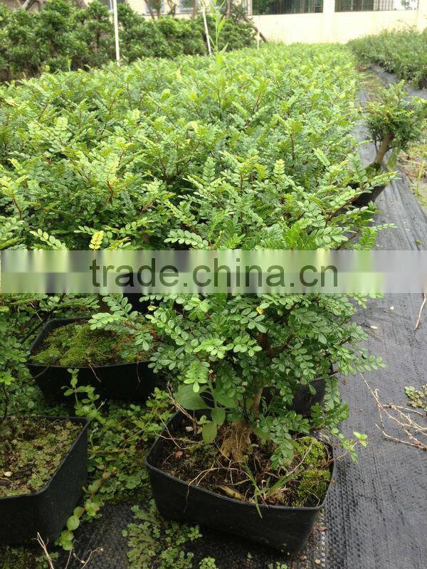 Zanthoxylum Odorum bonsai