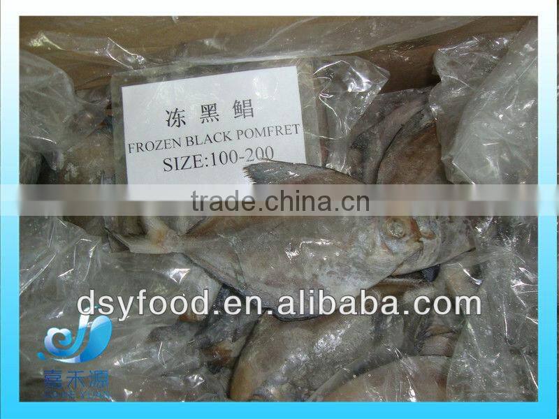 Frozen whole black pomfret fish