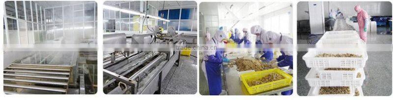 best quality frozen fresh yellow peach at low price