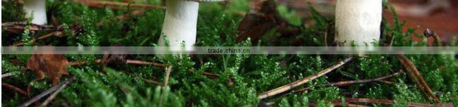 Hot sell Fresh Frozen Mushroom