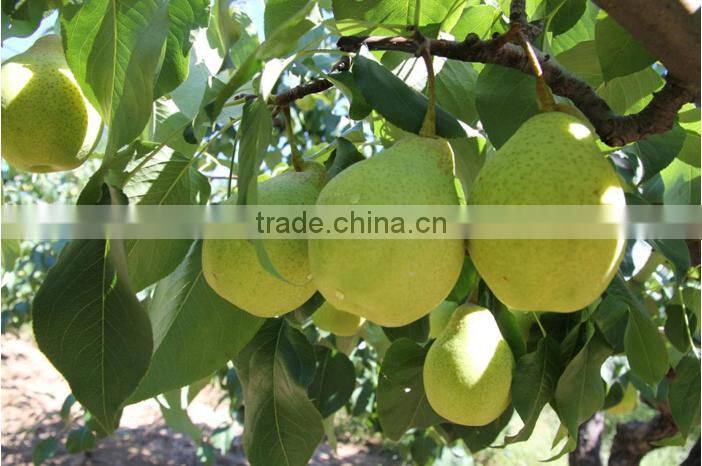 Grade A ya pear