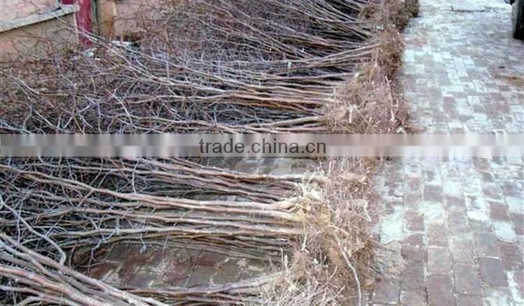 Jujube tree seedling