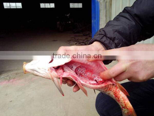 Commercial fish drying killing machine