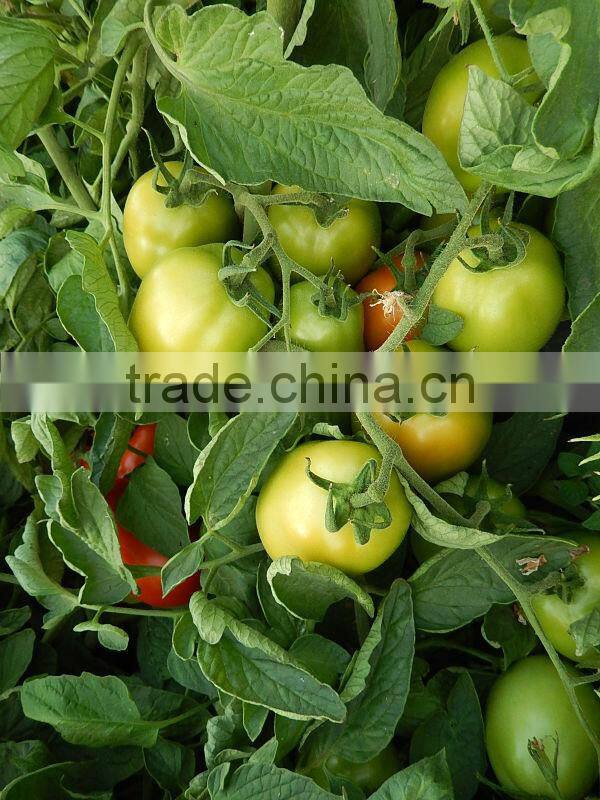 Marina F1 (PELLETED) Hybrid Tomato Seeds