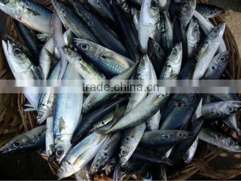 Frozen Mackerel