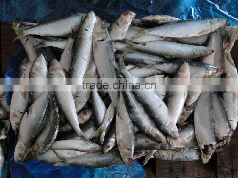 Chinese seafood Wholesale Frozen Sardine Fish