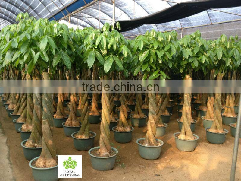 Pachira aquatica bradied for indoor plant