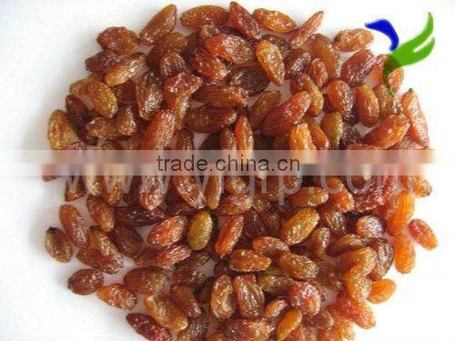 All types of raisins green raisin red raisin golden raisin