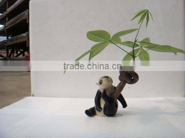 decorative pachira ornamental plants