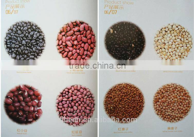 5009 sunflower seeds market price