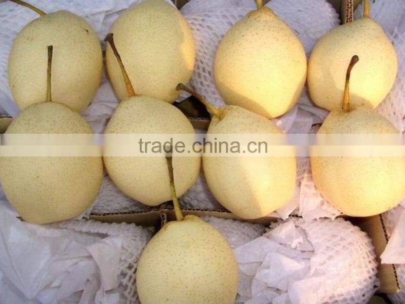 2015 new crop fresh pears bulk purchase