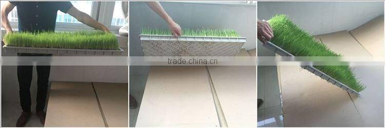 Wheatgrass Plastic Seed Starter Grow Trays For Seedling