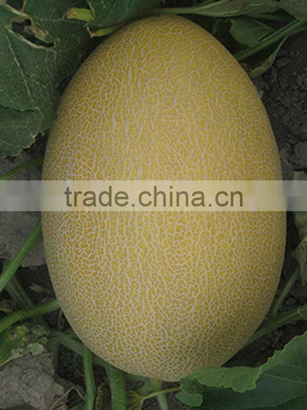 JSM09 Baihua hybrid hami melon seeds f1, Cantaloupe melon seeds
