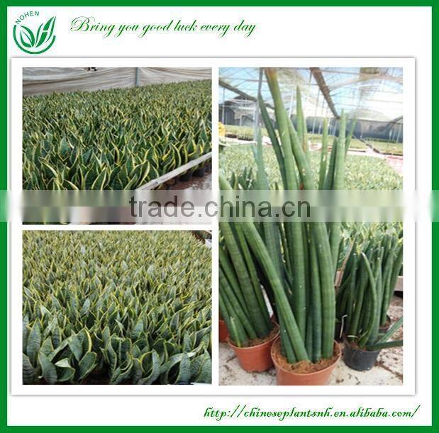 Sansevieria Live Bonsai Tree