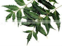 Azadirachta india neem leaf powder neem