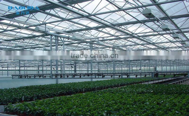 High quality glass covered tomato seed for greenhouse