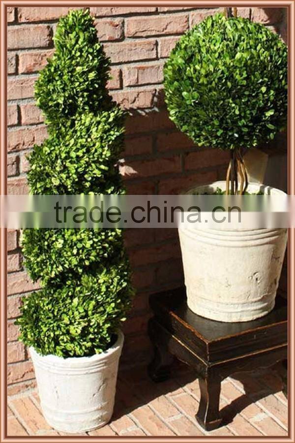 Boxwood spiral boxwood sphere preserved topiary