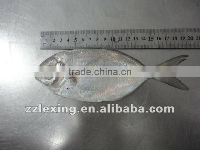 Frozen butterfish,IQF