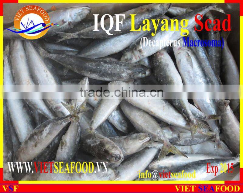 IQF LAYANG SCAD WHOLE ROUND