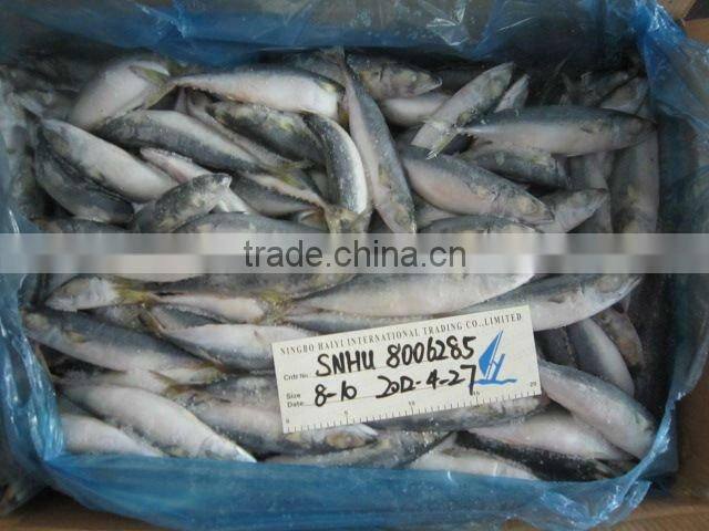 WHOLE ROUND FROZEN MACKEREL 8-10pcs/kg