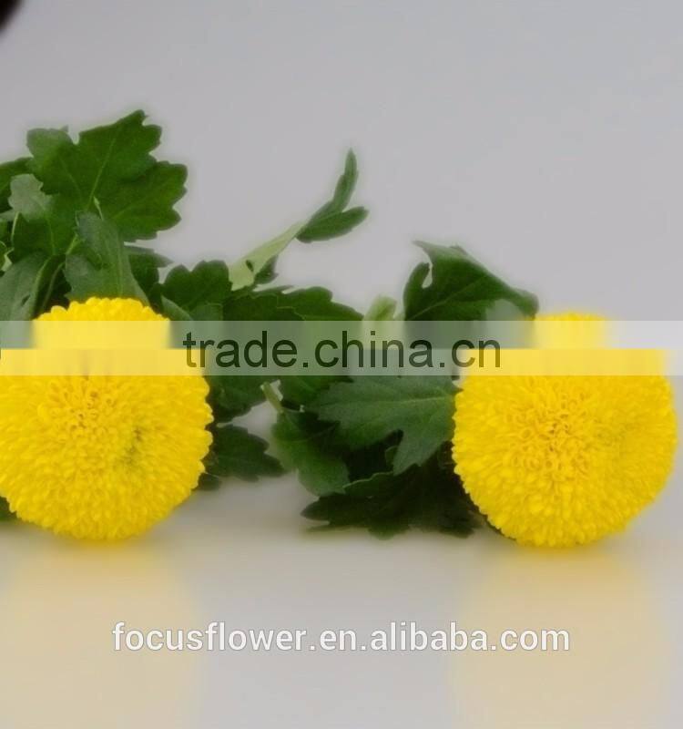 Tropical Chrysanthemum Pompon Mum Yellow Flower For The Elders
