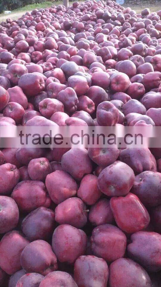 Nice fuji apple from China on sale for Bangladesh market