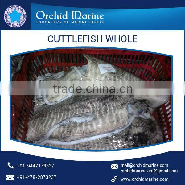2016 Stock Frozen Whole Cleaned Cuttlefish Exporter / Seller / Supplier