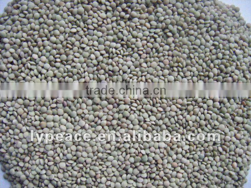 uniformed laird green lentils from china