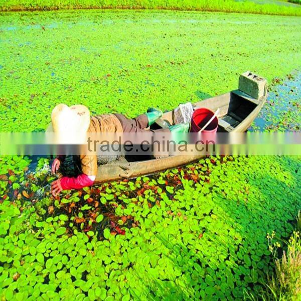 Wild vegetable Water Shield/Brasenia schreberi with vinegar(2015 new)