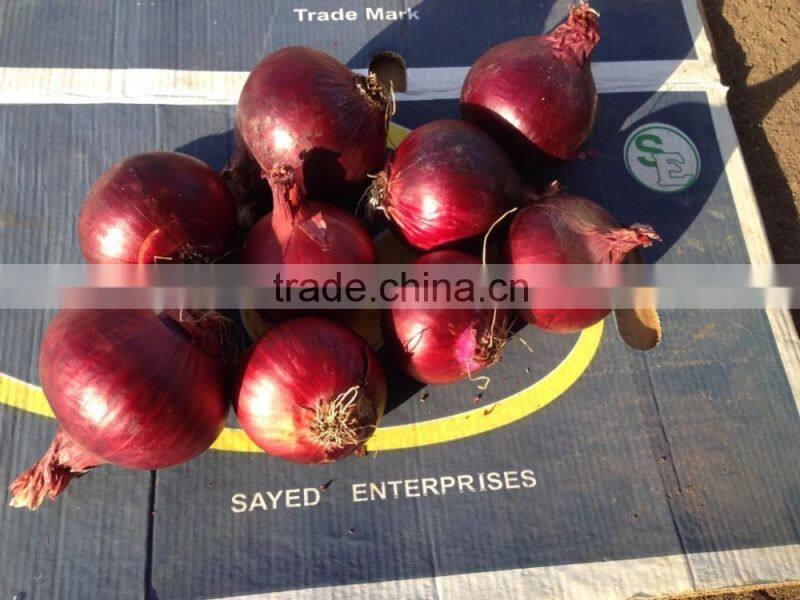 HOT SALE/ BEST QUALITY RED ONIONS export to any country