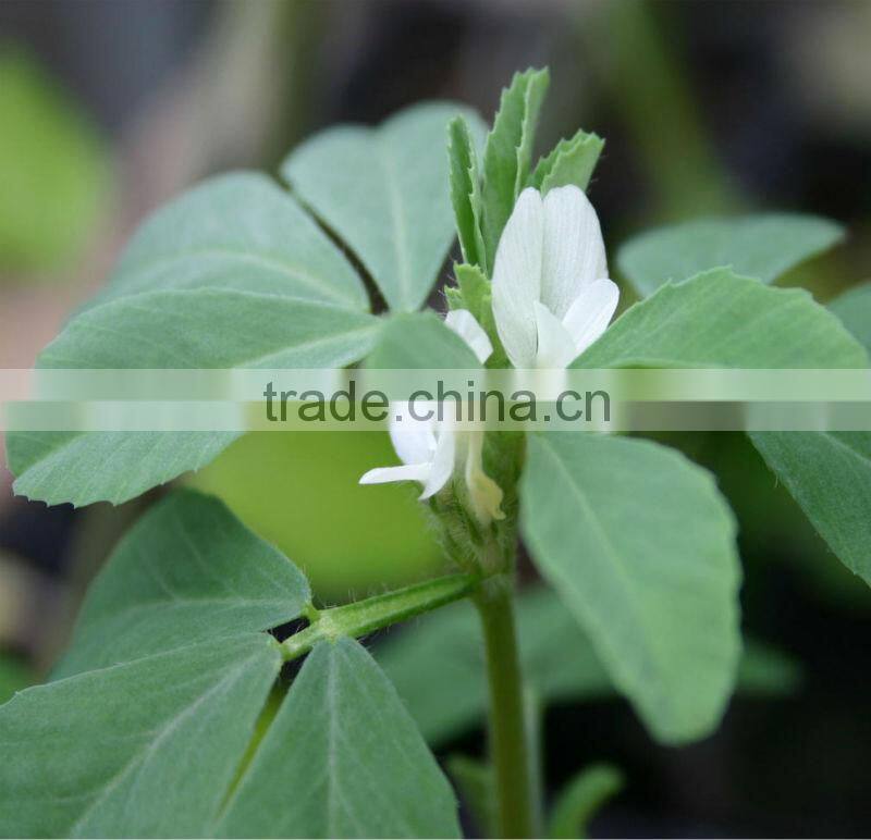 Fenugreek Seed Extract (Trigonell foenum-graecum L)