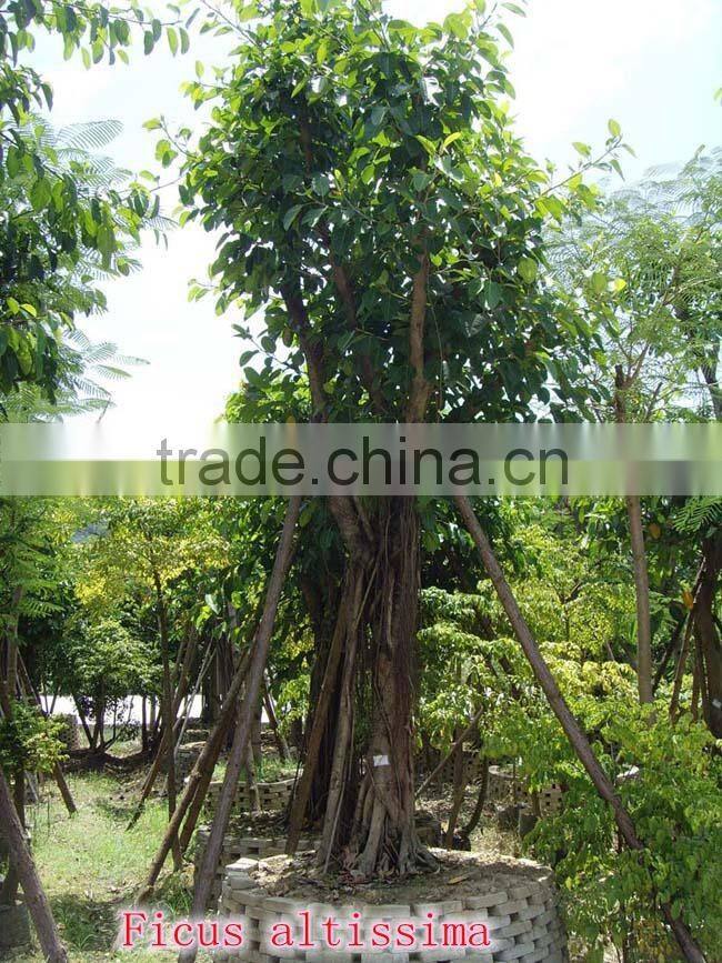 Ficus altissima
