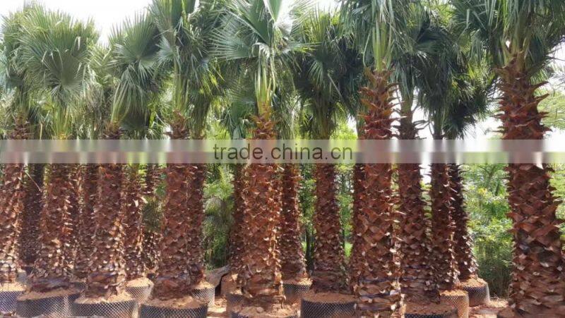 Washingtonia filifera