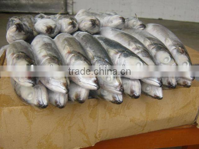 Hot sale frozen indian mackerel fish