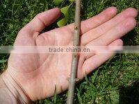 Grafting tool grafting knife garden tool