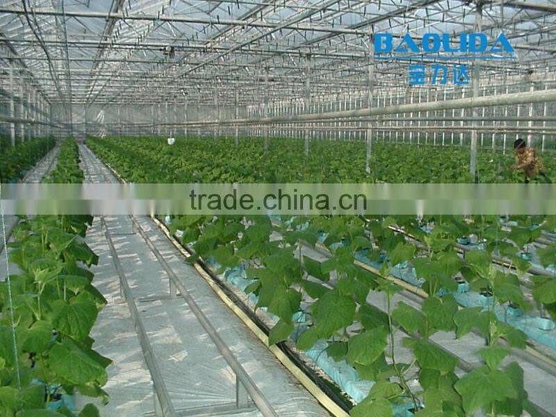 arc multi-span glass greenhouse for strawberry