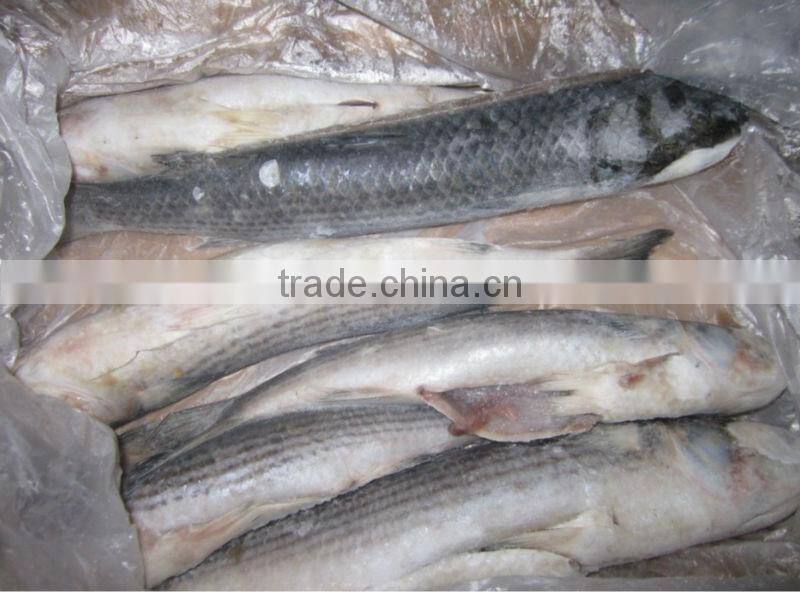 Frozen grey mullet